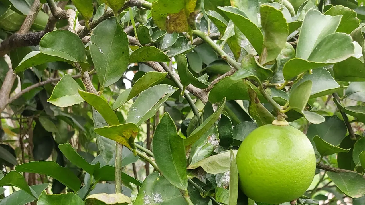 Buah Lucuma