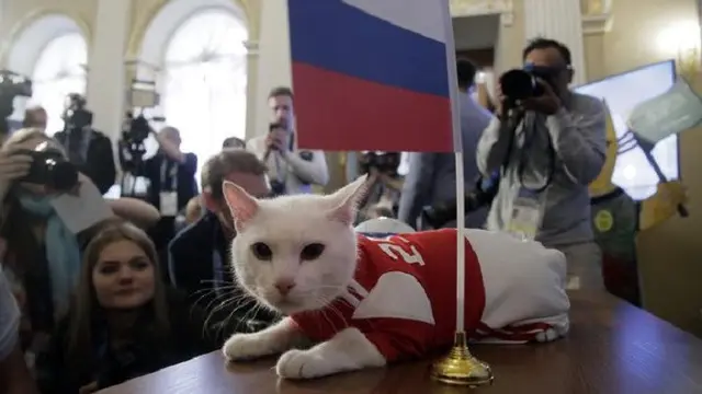 Achiless si Kucing yang disebut mampu meramal hasil pertandingan Piala Dunia 2018 (AP PHOTO)