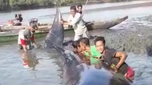 5 Fakta Paus Terdampar di Sungai Ujungmanik Cilacap yang Diselamatkan Warga