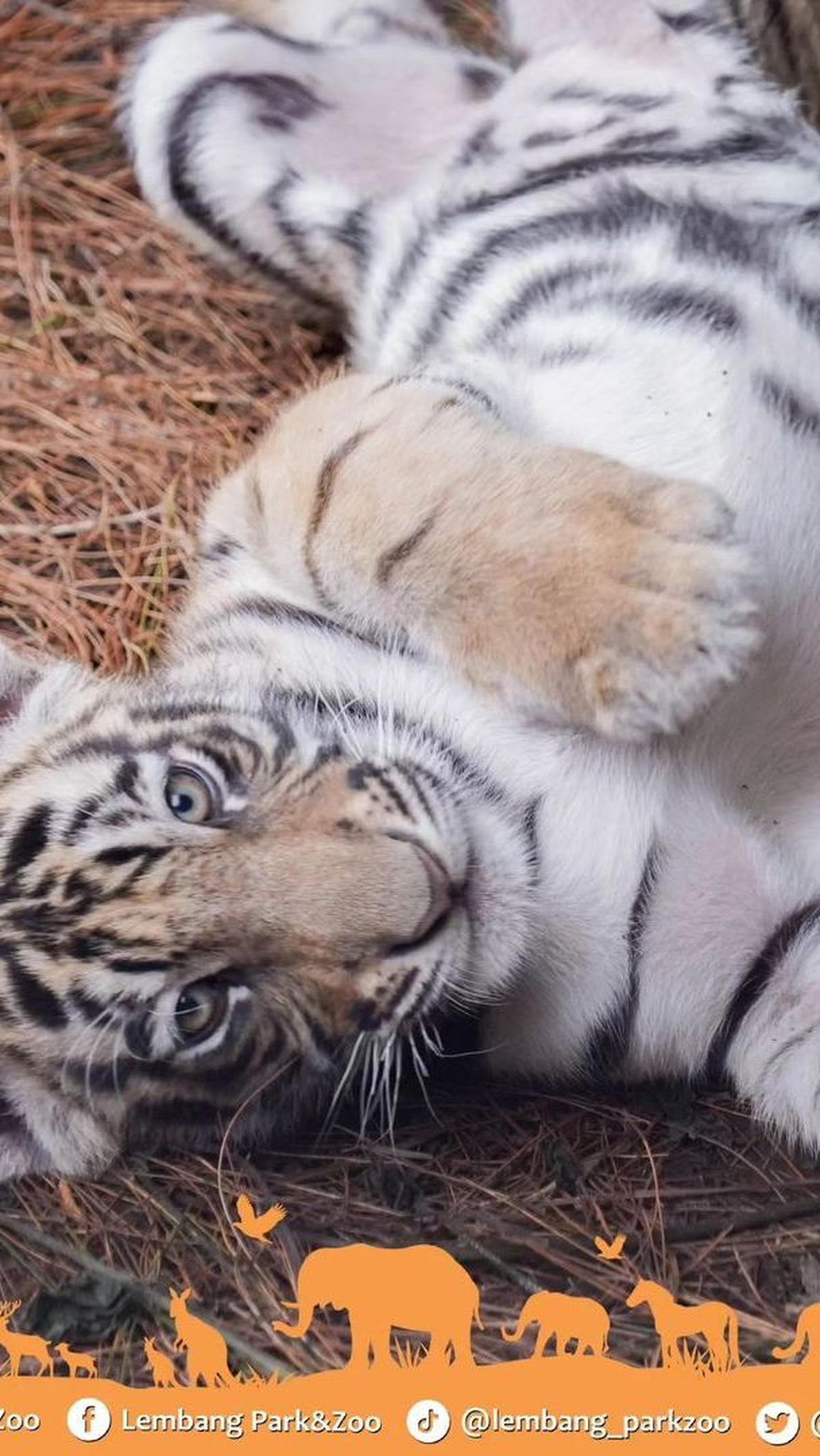 3. Lembang Park and Zoo
