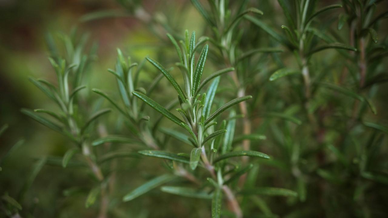 Rosemary