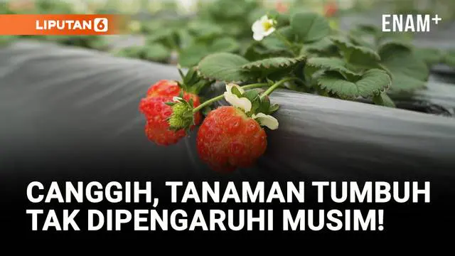 VIDEO: Revolusi Pertanian Digital! Petani Xinjiang Kini Makin Melek Teknologi