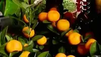 Jeruk kimkit atau jeruk Imlek menjadi buah yang penting di Hari Raya Imlek.