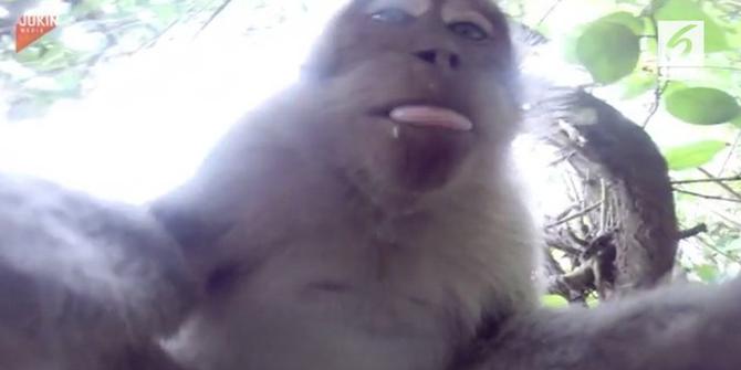 VIDEO: Monyet 'Selfie' usai Curi Kamera GoPro Turis