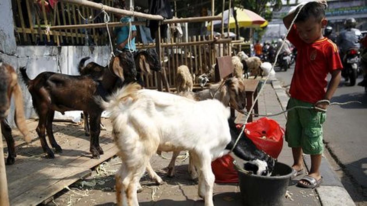 Dinsos DKI kurbankan 19 ekor sapi dan 1 ekor kambing