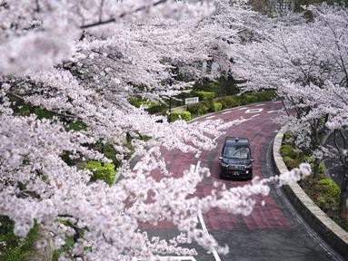 Sebuah taksi melaju di sepanjang deretan bunga sakura yang mekar pada Kamis, 31 Maret 2022, di Tokyo. Bunga sakura, atau "sakura", adalah bunga favorit Jepang dan biasanya mencapai puncaknya pada akhir Maret hingga awal April. (AP Photo/Eugene Hoshiko)