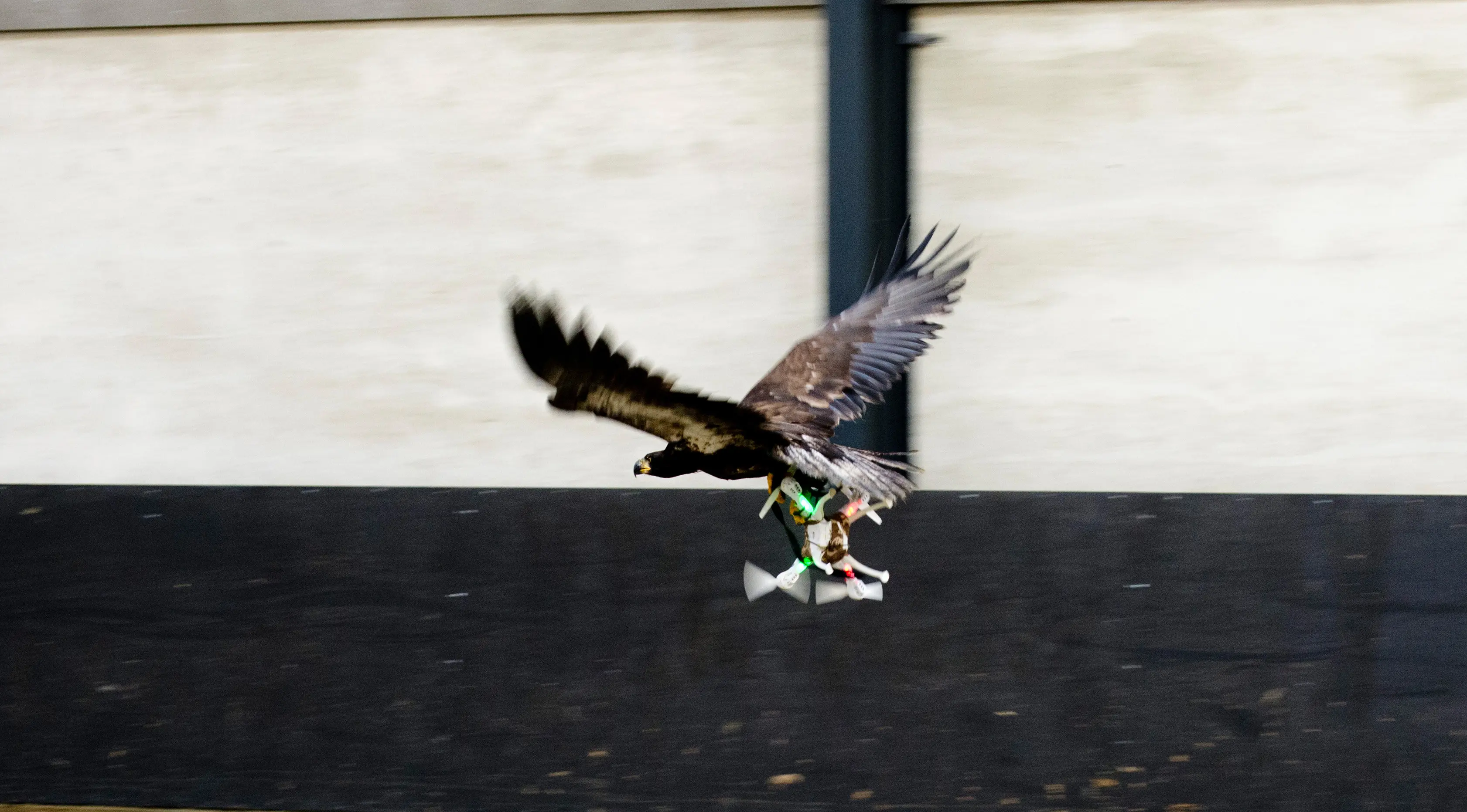  Seekor Elang tampak mencengkram Drone yang berterbangang di Rotterdam , Belanda 29 Januari 2016. Polisi Belanda melatih Elang untuk dapat menangkap drone yang terbang secara ilegal di langit Belanda. (REUTERS / Nederlands Politie )