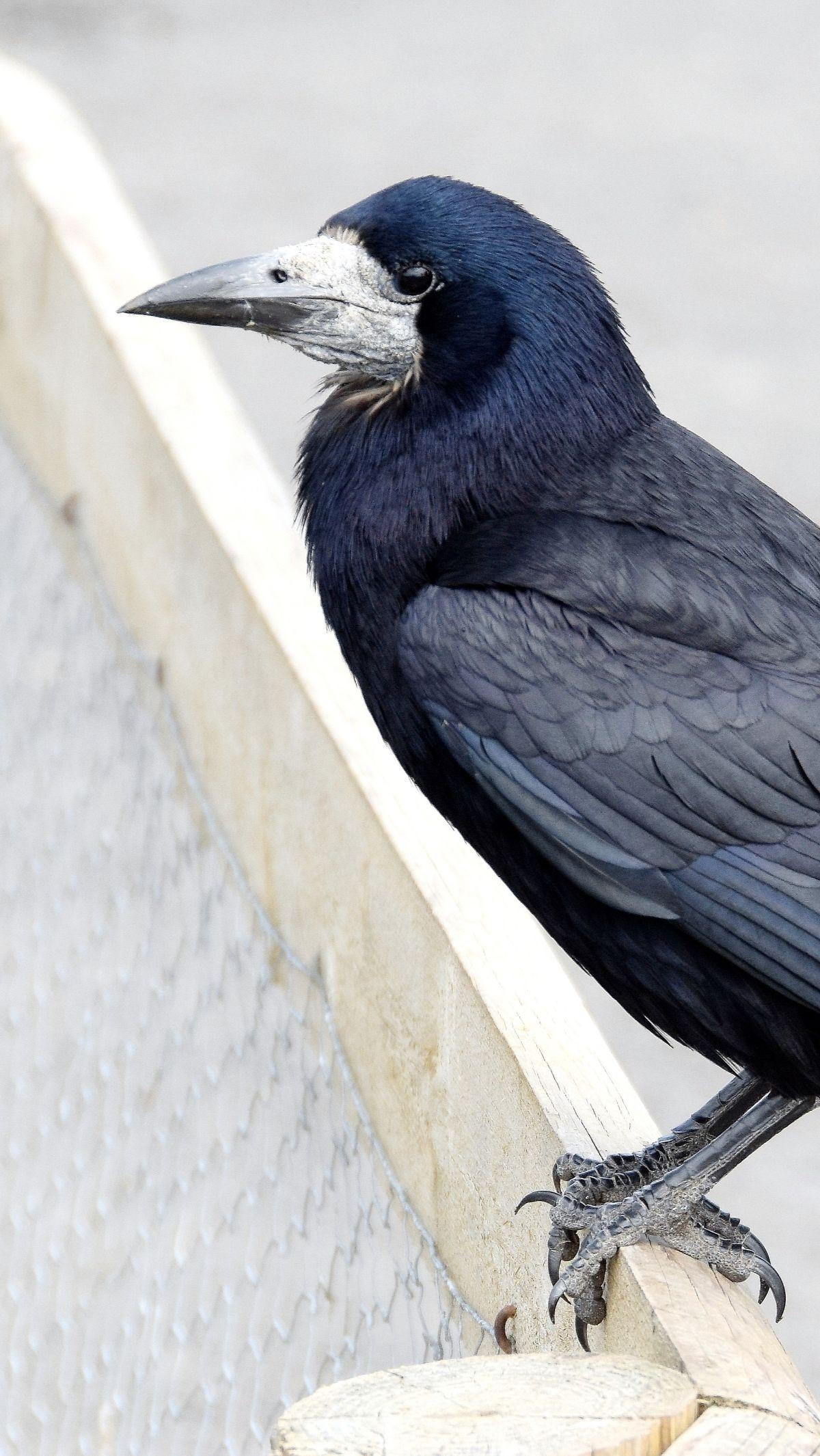 3. Burung Rook Mampu Memecahkan Masalah dengan Efektif<br>