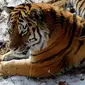 Pertemanan harimau dan kambing telah membuat staf dan pengunjung kebun binatang di Rusia kebingungan. (Oddity Central)