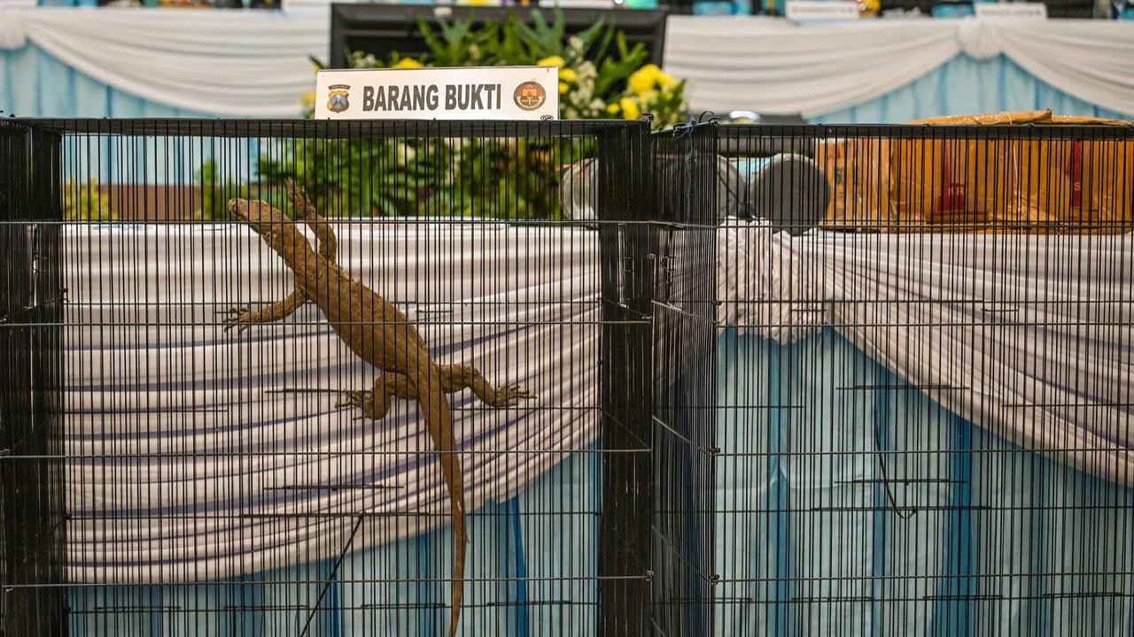 FOTO: Terungkap Harga Anakan Komodo Rp 500 Juta/ Ekor di Perdagangan Ilegal