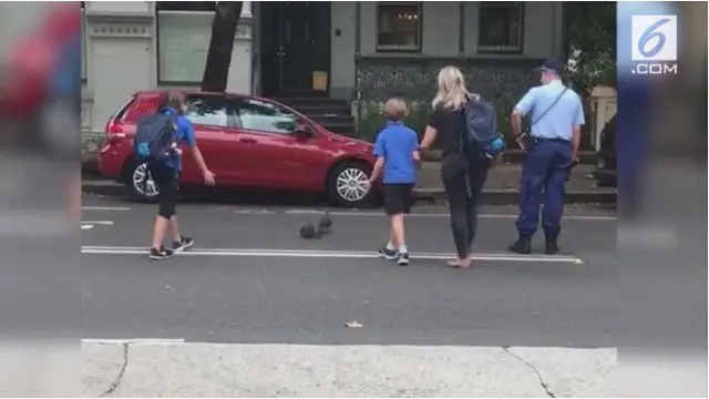 Polisi memberhentikan arus lalu lintas di kawasan Woollhara, Sydney karena sekumpulan bebek yang ingin menyeberang.