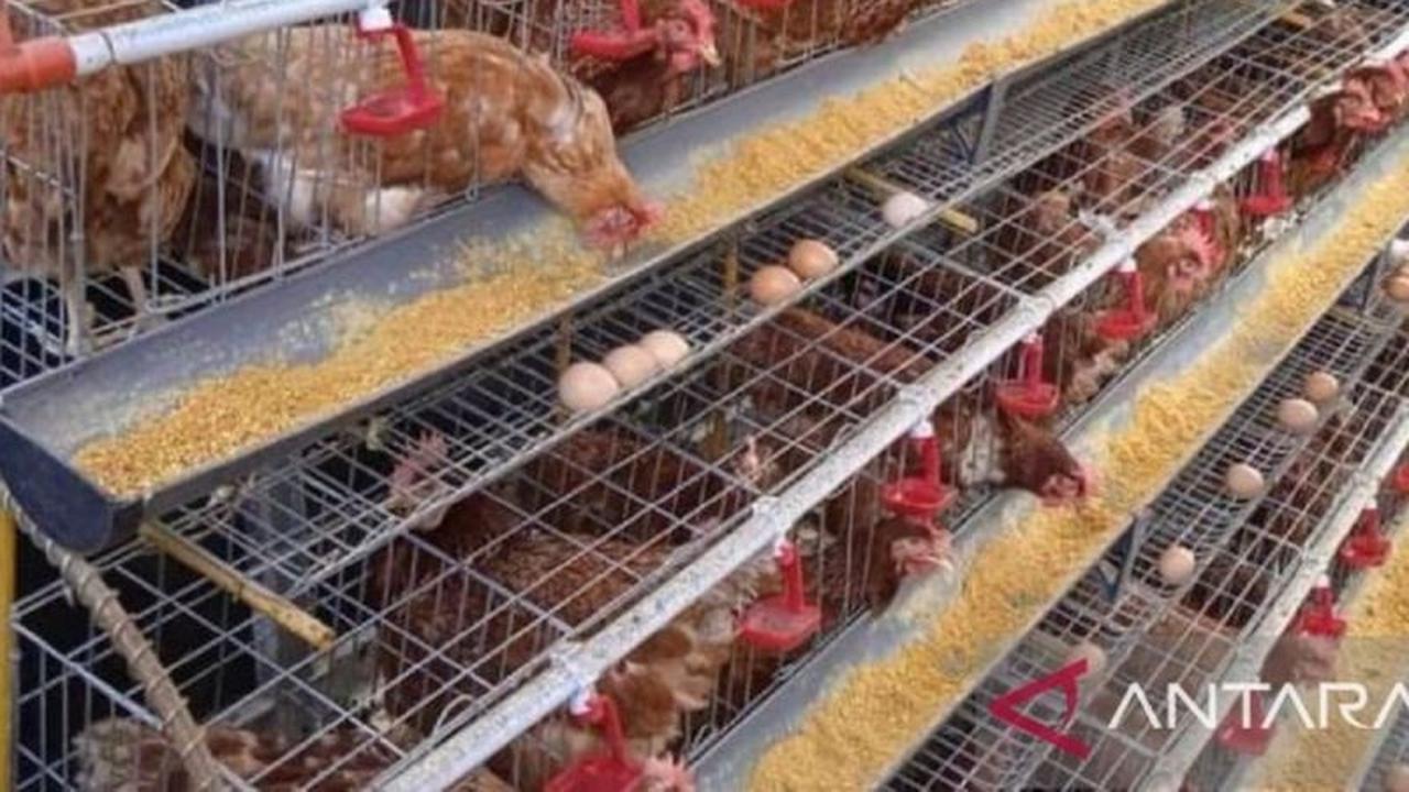 Tahukah Anda? Distributor Tambah 46 Ton, Pasokan Telur Babel Dipastikan Aman Jelang Lonjakan Permintaan