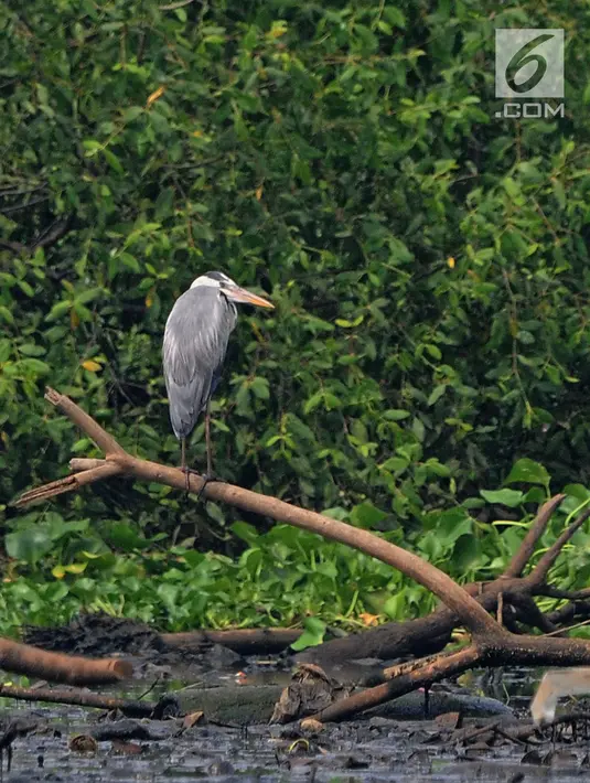 Burung residen Cangak Abu (Ardea cinerea) terlihat di kawasan Hutan Lindung Angke Kapuk, Jakarta, Sabtu (11/5/2019). Kegiatan dalam rangka Hari Burung Migrasi Sedunia tersebut mengangkat tema Lindungi Burung: Jadi Solusi Terhadap Polusi Plastik. (Liputan6.com/Herman Zakharia)