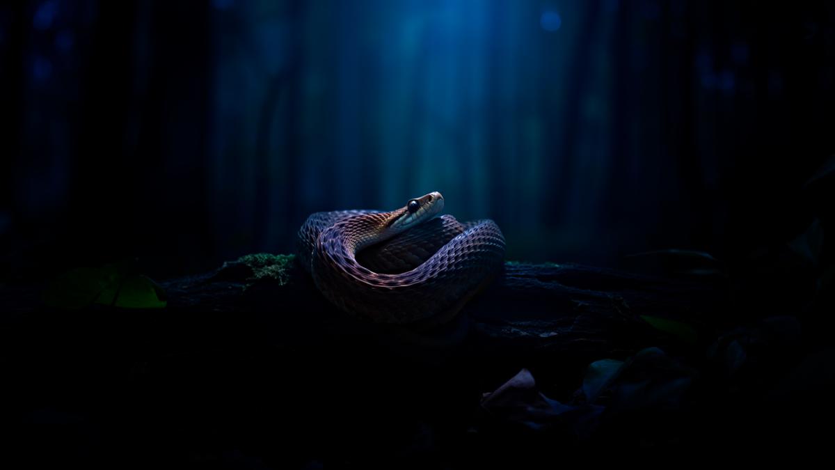 Cara Bedakan Suara Ular vs Hewan Lain di Malam Hari, Pelajari Cirinya
