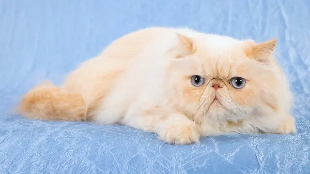 Himalayan cat