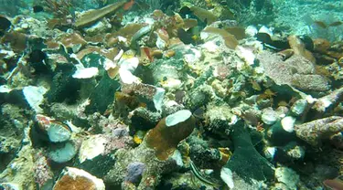 Kondisi terumbu karang di perairan Raja Ampat, Papua, Senin (13/3). Terumbu karang di perairan tersebut rusak akibat dihantam kapal pesiar Inggris, Caledonian Sky saat berlayar hingga wilayah perairan yang surut di Raja Ampat. (AFP Photo/Bakamla)