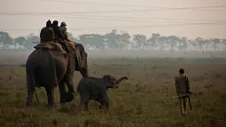 Petugas hutan menaiki gajah saat akan pergi menghitung jumlah populasi bercula satu di Suaka Margasatwa Pobitora di negara bagian Assam, India (18/3). (AP Photo / Anupam Nath)