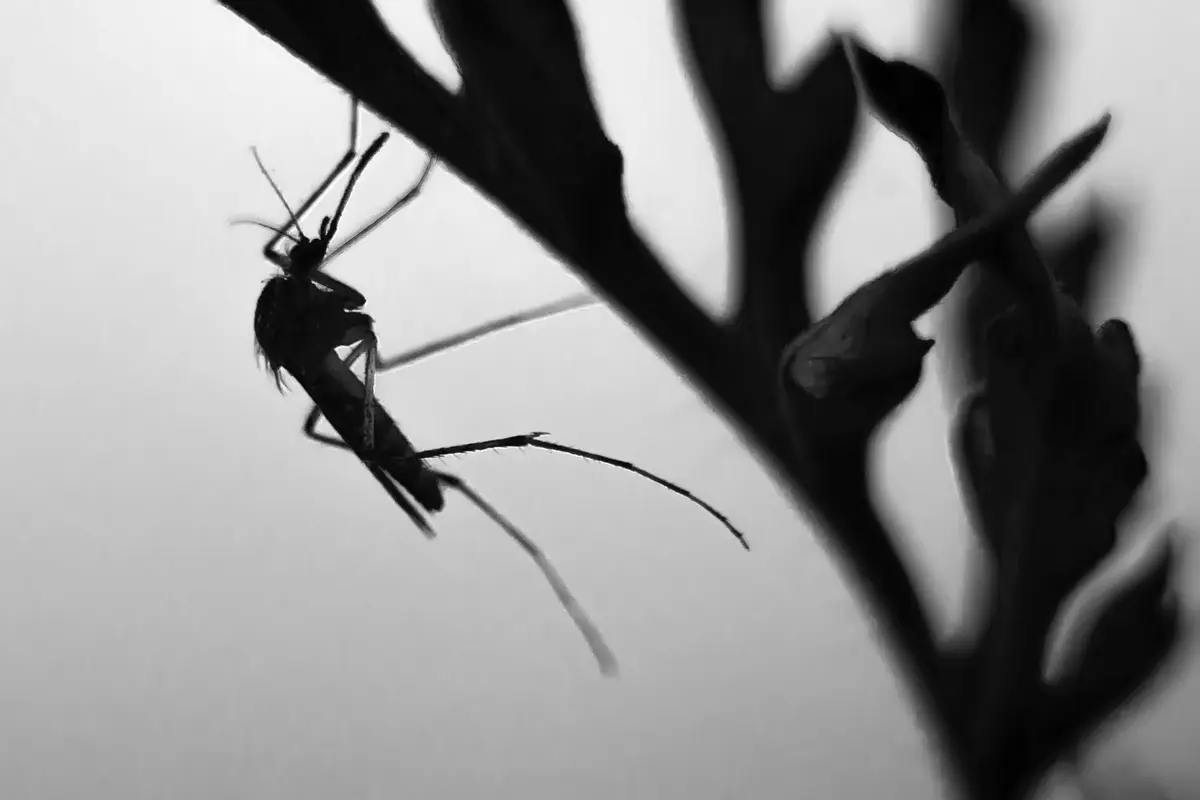 Ilustrasi nyamuk malaria