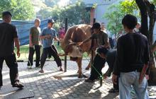 FOTO: Koopsudnas Salurkan Semangat Berkurban Lewat 27 Hewan Kurban