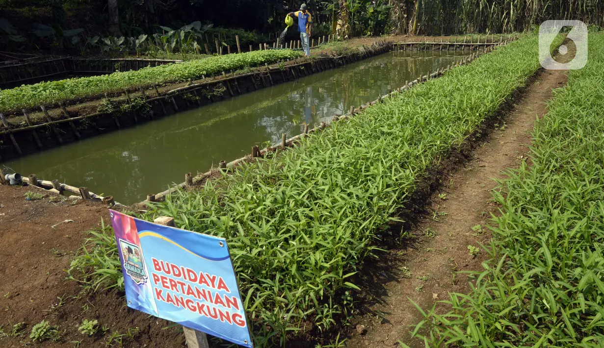 Warga menyiram sayur mayur di Kampung Tangguh Jawara, Kelurahan Perigi Baru, Pondok Aren, Tangerang Selatan, Banten, Selasa (7/7/2020). Di tengah pandemi COVID-19, warga memenuhi kebutuhan pangan dengan memanfaatkan 3 hektare lahan di sekitar tempat tinggal mereka. (merdeka.com/Dwi Narwoko)