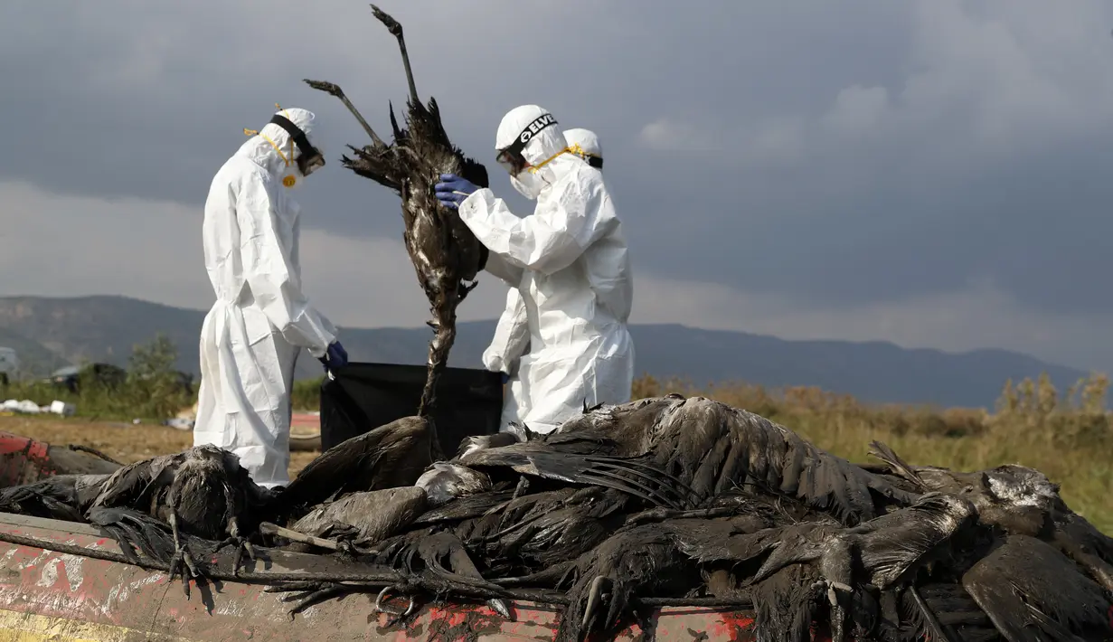 Pekerja memasukkan bangau mati ke dalam kantong di kawasan konservasi Danau Hula, utara Laut Galilea, di Israel utara, Minggu (2/1/2022). Flu burung telah membunuh ribuan bangau yang bermigrasi dan mengancam hewan lain di Israel utara. (AP Photo/Ariel Schalit)