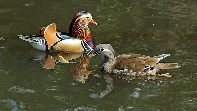 Ilustrasi bebek mandarin | Wikimedia Commons