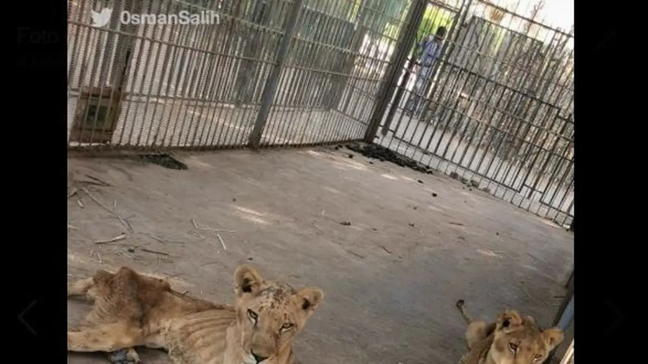 Potret Singa Kurus Kering di Kebun Binatang Sudan nan Menyayat Hati