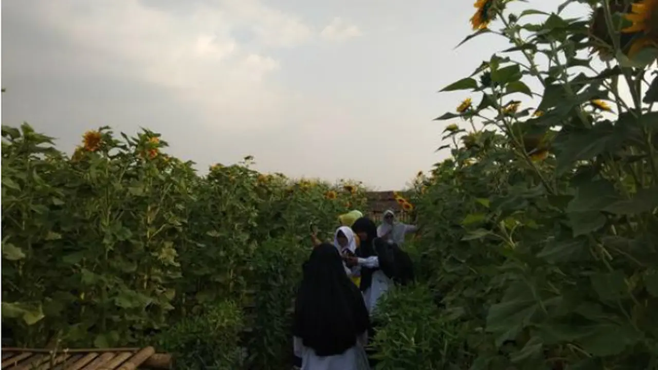 Ngehits, Spot Selfie Bunga Matahari Boyolali