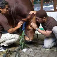 Hari Raya Idul Adha tahun ini, Irfan Hakim menyembelih dua sapi jumbo masing-masing berukuran 1 ton lebih. Belakangan ini, sapi yang bernama Wariso dan Golden sangat menarik perhatian warganet. [Youtube/deHakims channel]
