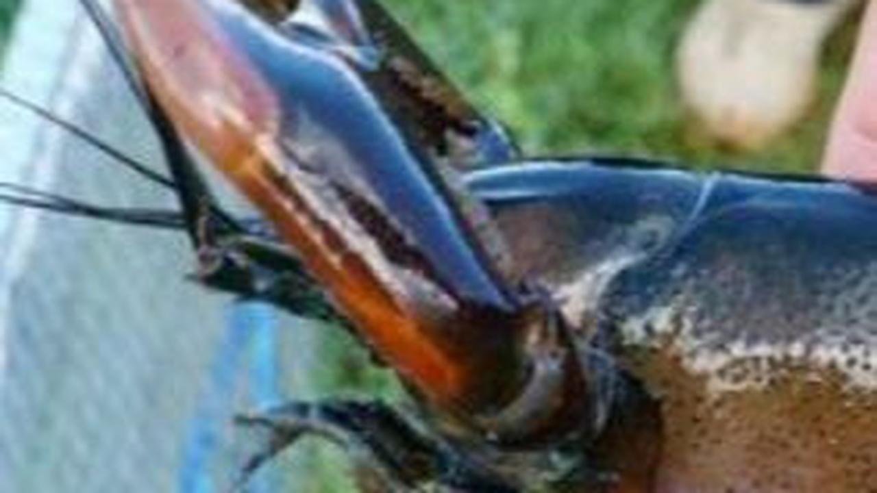 Mencicipi Udang Selingkuh, Lobster Air Tawar dari Papua Hasil Perselingkuhan Udang dan Kepiting