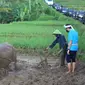 Pak Amin, petani satu-satunya di Desa Wisata Bantaragung Majalengka yang membajak sawah menggunakan tenaga kerbau. (dok. Panitia ADWI 2022)