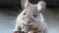 Bila perangkap dan lem tikus belum memberikan hasil yang maksimal, menuntaskan tikus dengan empat cara alami berikut ini patut dicoba!