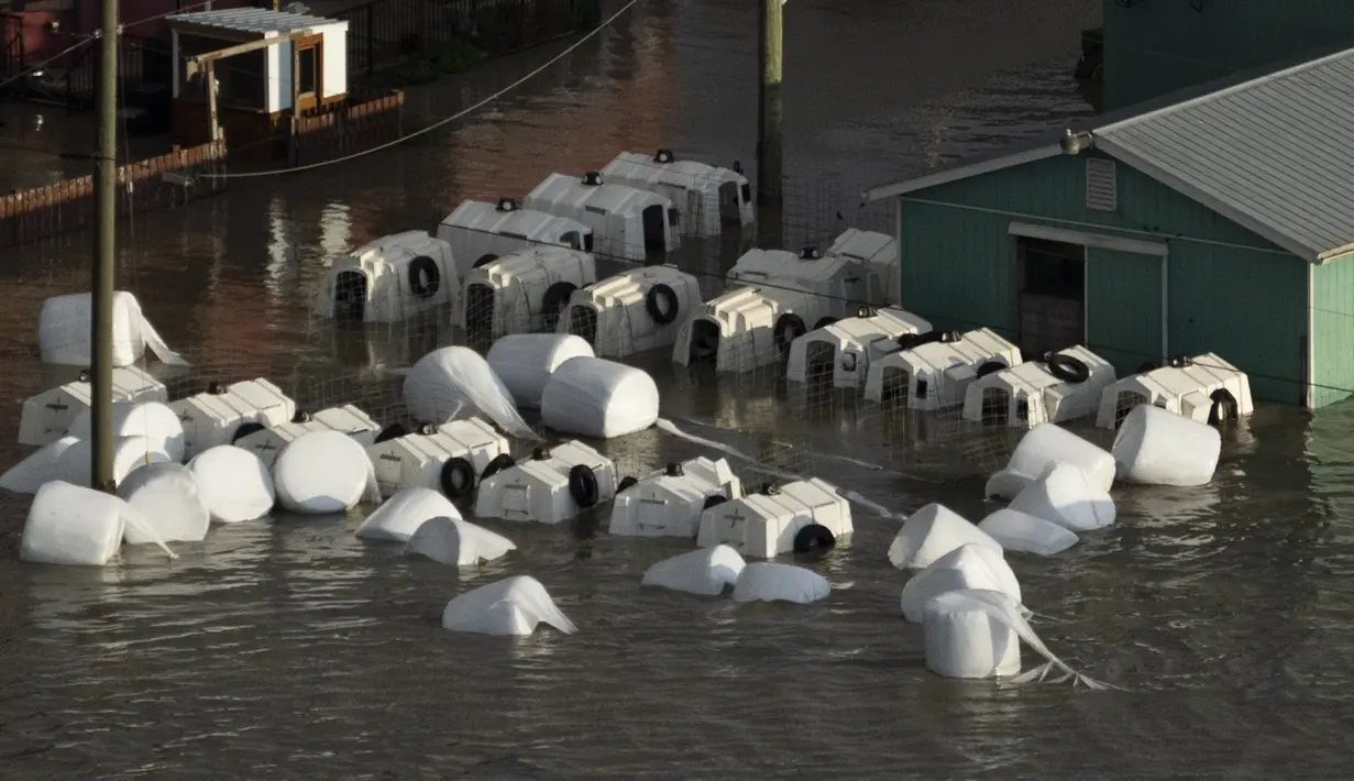 Rumah anak sapi mengapung di genangan air di Abbotsford, British Columbia, Kanada, Selasa (16/11/2021).  Walikota Abbotsford Henry Braun mengatakan jalan raya tidak dapat dilewati menciptakan kekacauan di kotanya. (Jonathan Hayward/The Canadian Press via AP)
