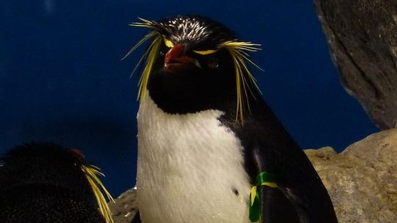 Pertama, Ada Hewan Penguin Jambul