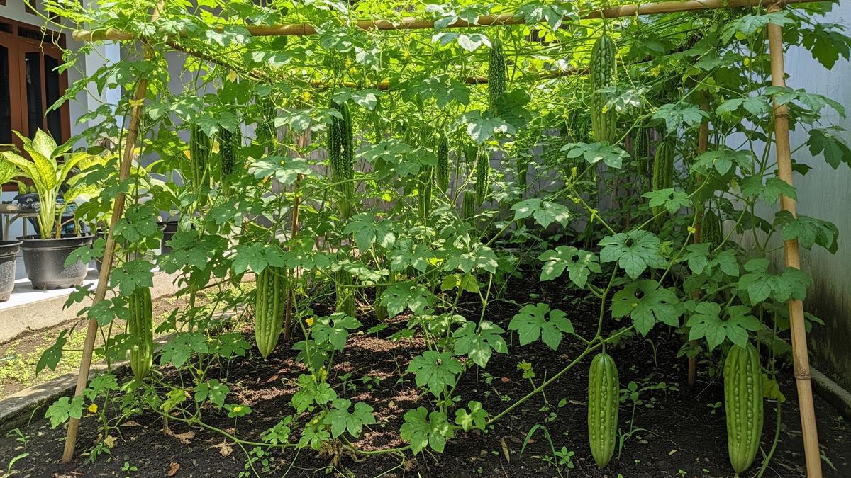 9 Cara Menanam Sayur Pare untuk Hasil Optimal di Lahan Terbatas, Berbuah Lebat dan Cepat Panen