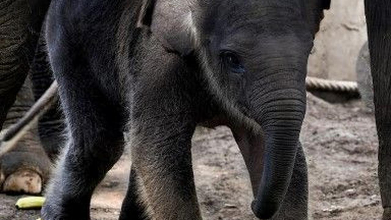 FOTO: Lucunya Bayi Gajah Sumatera Lahir dari Induk Berusia 45 Tahun di Bali Zoo