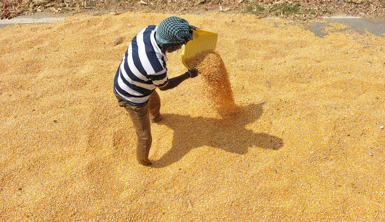 Bahaya Petani India Jemur Gabah  di Badan Jalan Raya 