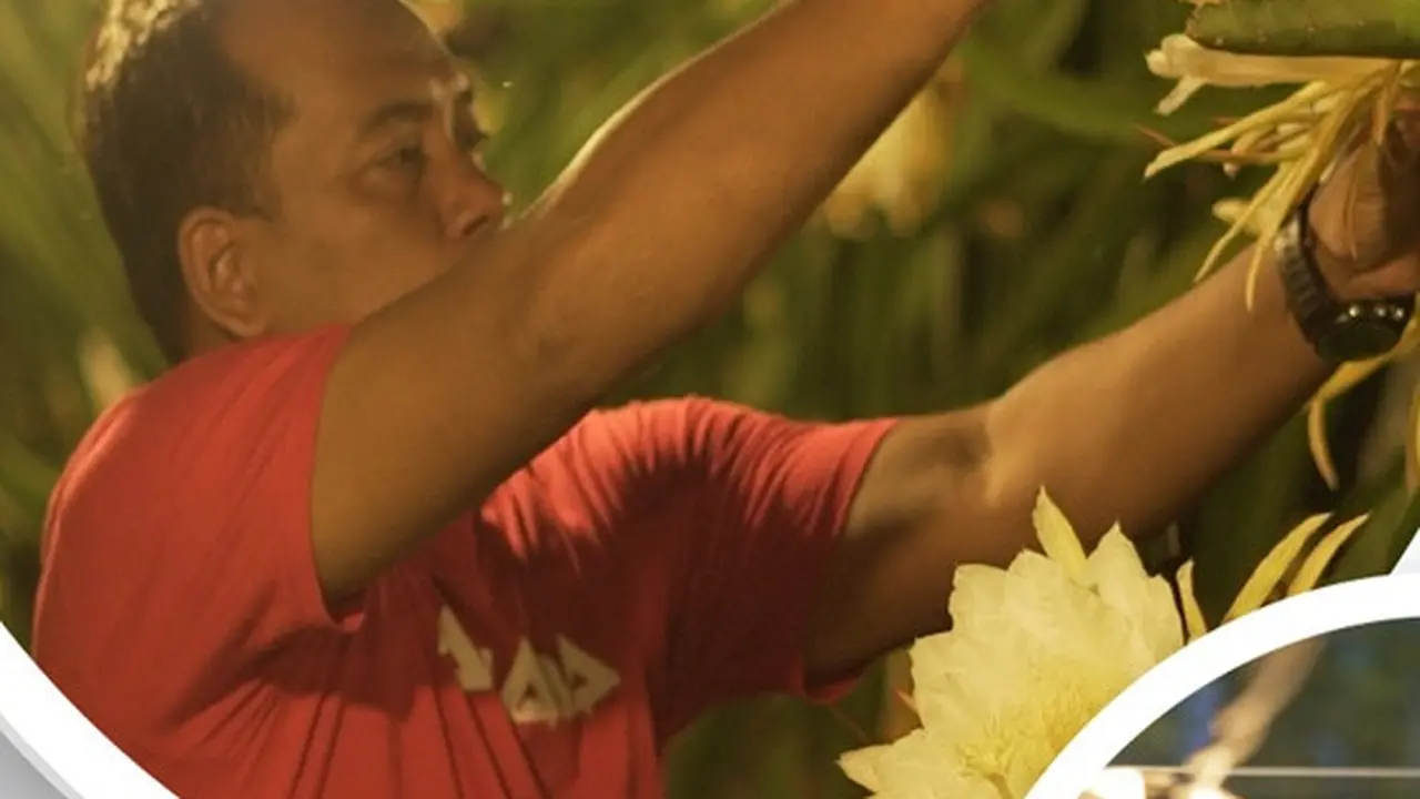 Kelompok Petani Buah Naga (Panaba) Banyuwangi menjadi salah satu kelompok petani yang merasakan manfaat program Electrifying Agriculture dari PT PLN (Persero).