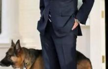 Anjing Peliharaan Joe Biden Gigit Anggota Pengawal Presiden, Begini Kondisinya