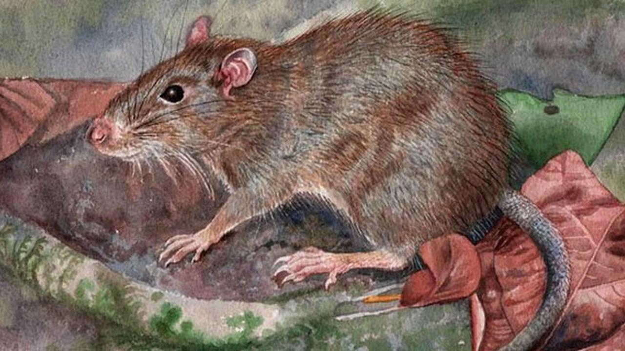 Pertama di Dunia! Tikus Unik Genus Baru Ditemukan di Indonesia
