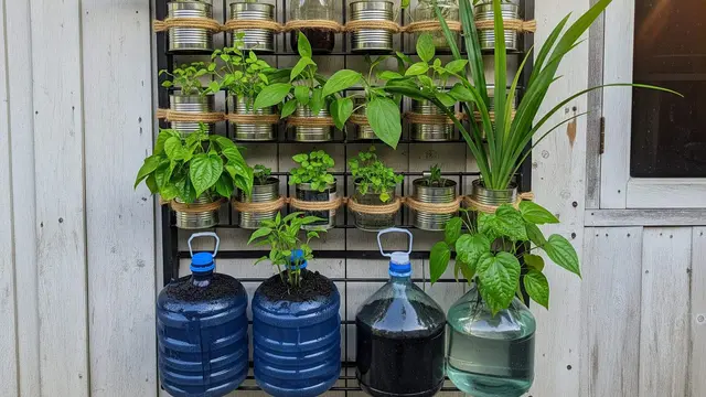 Desain Kebun Sayur di Rak Sepatu Bekas Unik dan Hemat Tempat