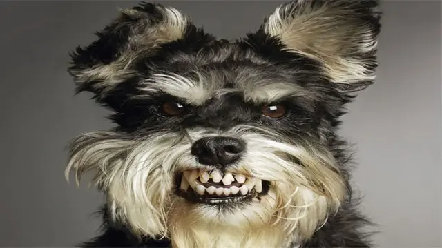 Anjing Nakal