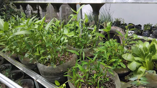 4 Cara Menyulap Pekarangan Rumah Jadi Supermarket Hidup, Kiat dari Ibu-ibu KWT