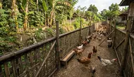 17 Cara Ternak Ayam Kampung Tanpa Membeli Kandang, Cocok untuk Pemula dengan Modal Terbatas