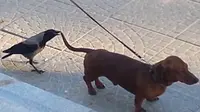 Aksi Nekat Gagak 'Gigit' Anjing