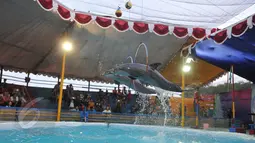 Atraksi lumba-lumba saat pertunjukan sirkus keliling di Kota Depok, Jawa Barat, Minggu (31/5/2015). Pertunjukan tersebut digelar hingga 14 Juni mendatang, dengan tarif antara Rp35ribu-Rp50ribu. (Liputan6.com/Herman Zakharia)