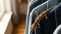 Apakah Cicak Bisa Masuk ke Dalam Pakaian yang Digantung? Ini Penjelasan dan Cara Mencegahnya