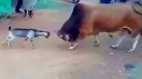 Seru Duel Kambing Vs Sapi, Siapa Bakal Kebanting?