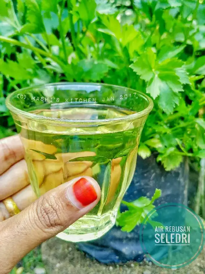 air rebusan daun seledri