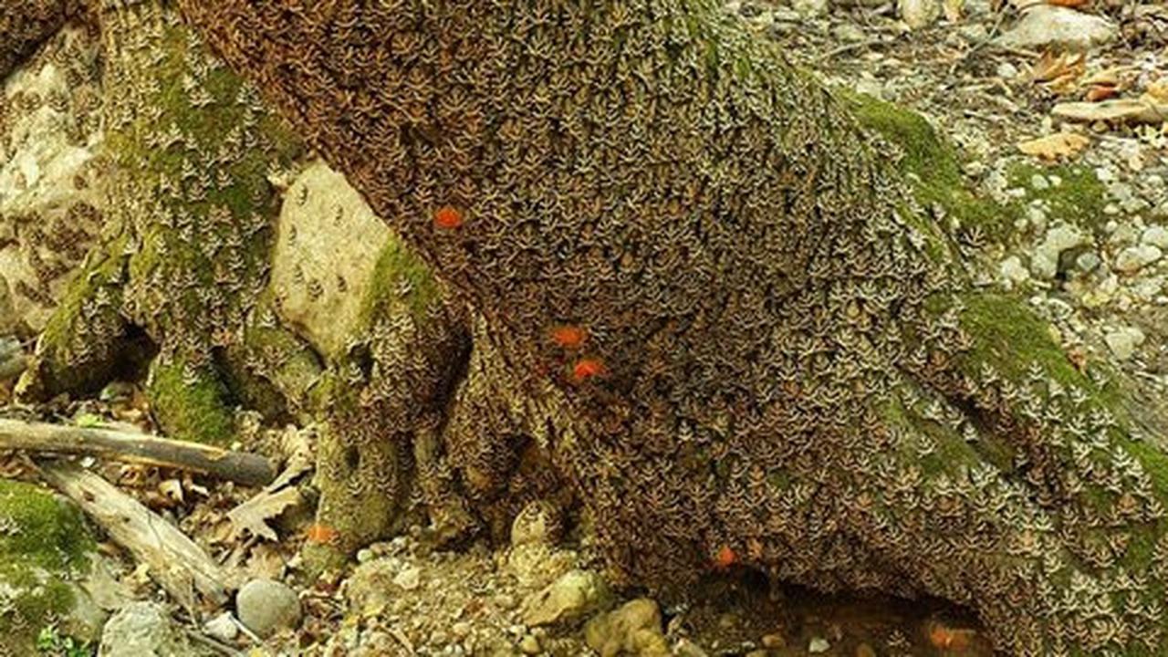 Pesona Lembah Kupu-kupu di barat pulau Yunani